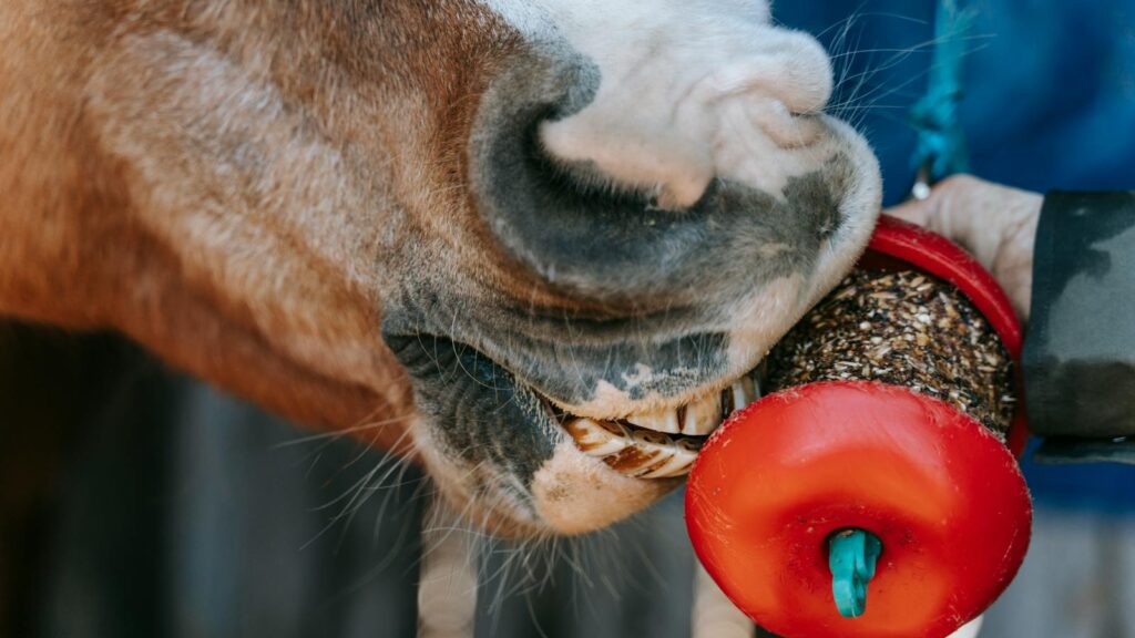 A horse enjoying a treat held by a person, showcasing the bond between humans and animals.