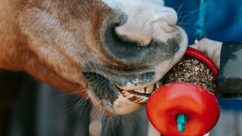 A horse enjoying a treat held by a person, showcasing the bond between humans and animals.