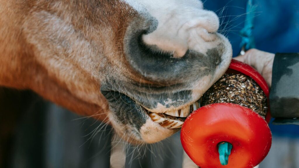 A horse enjoying a treat held by a person, showcasing the bond between humans and animals.