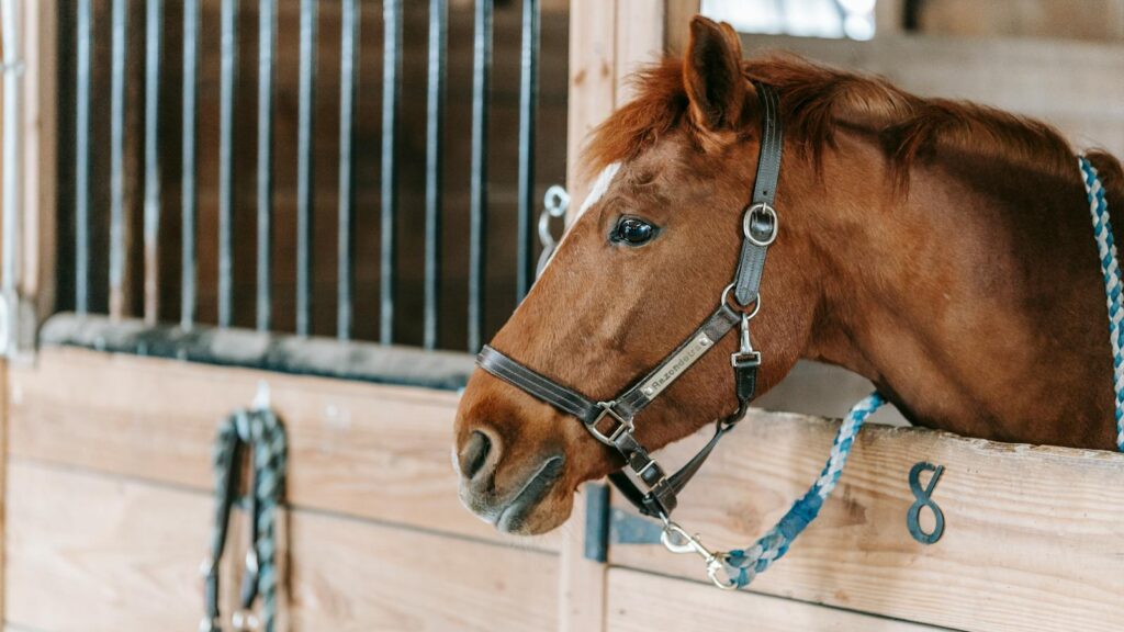 Close-up of a chestnut horse looking out from a stable, showcasing its gentle demeanor.