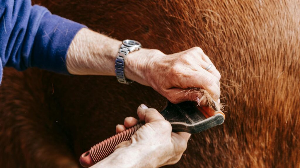 Detailed shot of hands brushing a horse's coat, showcasing grooming tools and textures.