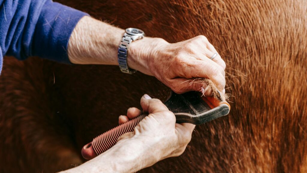 Detailed shot of hands brushing a horse's coat, showcasing grooming tools and textures.