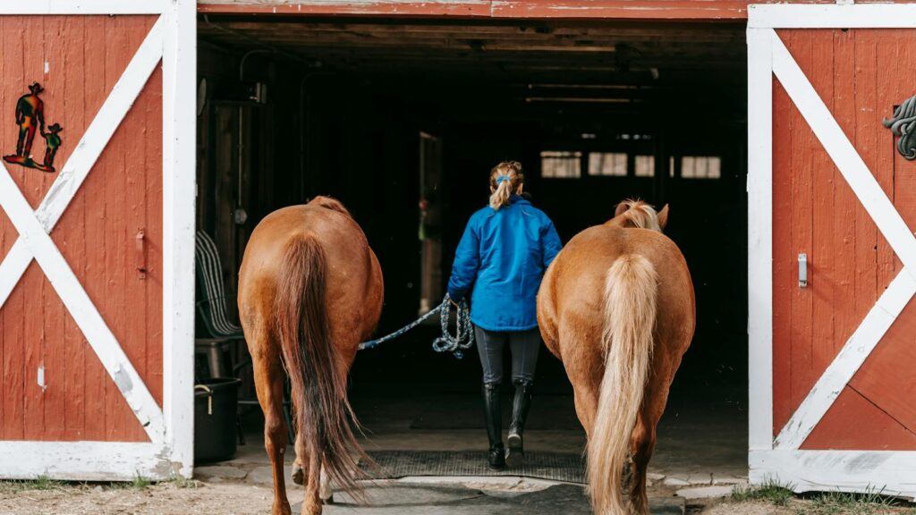 A woman leads two horses into a barn, capturing rural farm life.