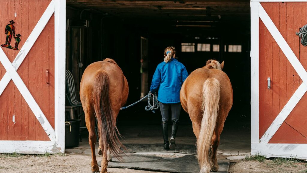 A woman leads two horses into a barn, capturing rural farm life.