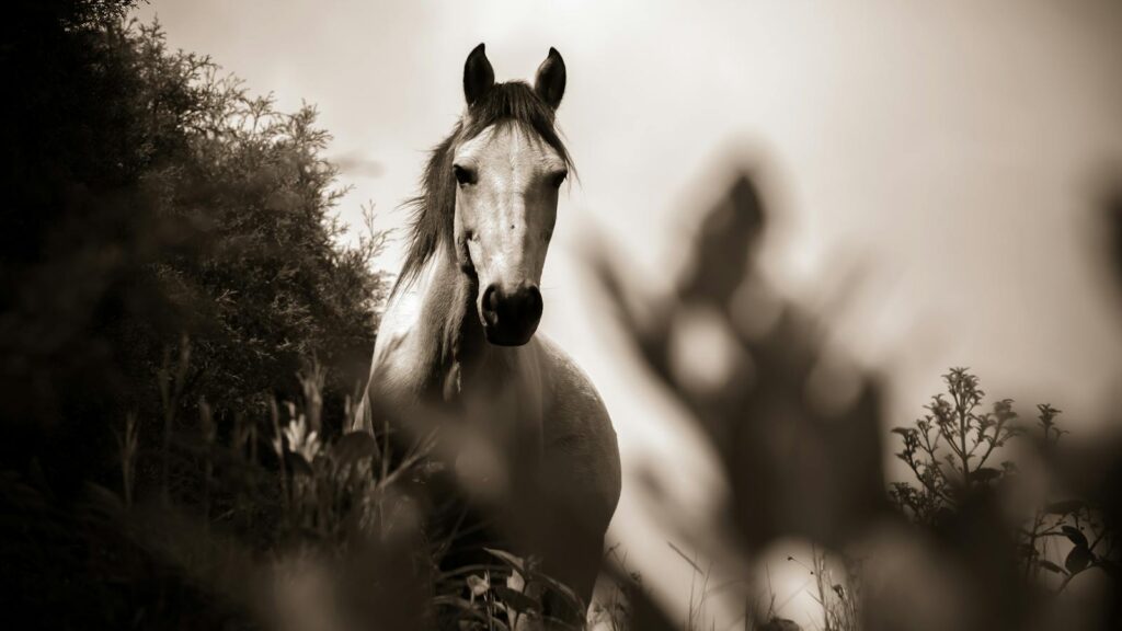 A stunning sepia-toned portrait of a horse surrounded by lush vegetation in Cocorná, Colombia.