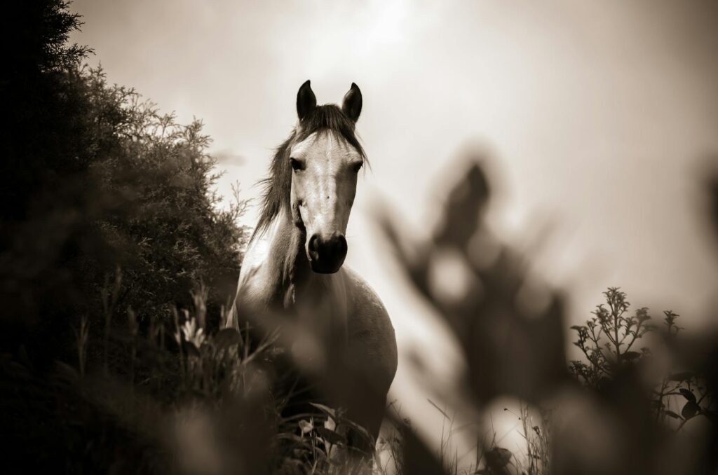 A stunning sepia-toned portrait of a horse surrounded by lush vegetation in Cocorná, Colombia.