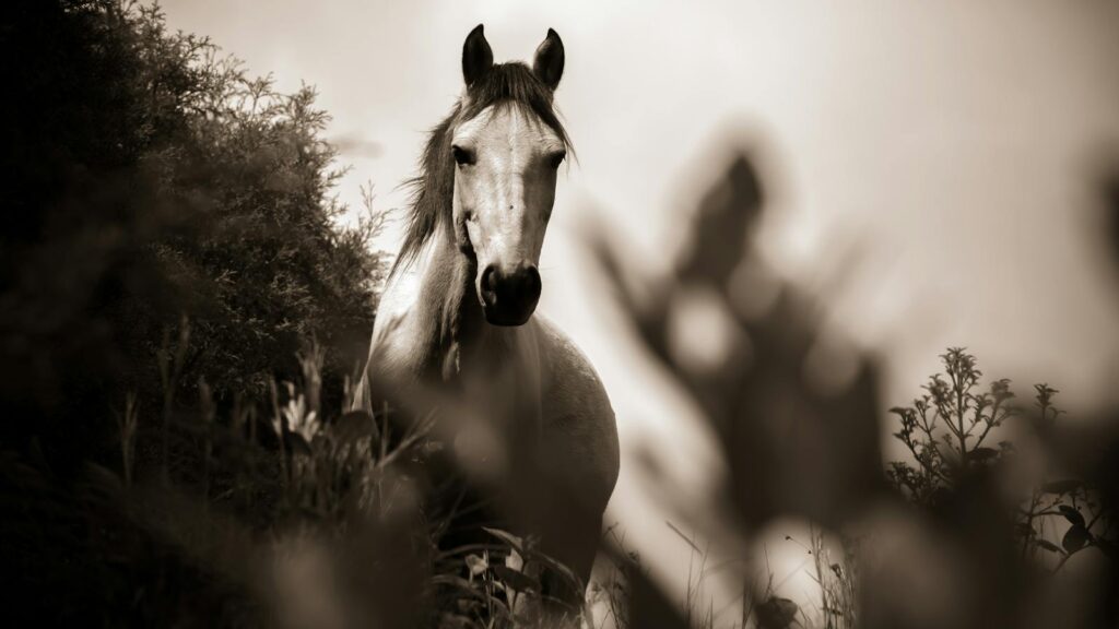 A stunning sepia-toned portrait of a horse surrounded by lush vegetation in Cocorná, Colombia.