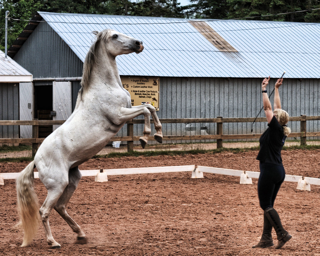 Horse liberty work