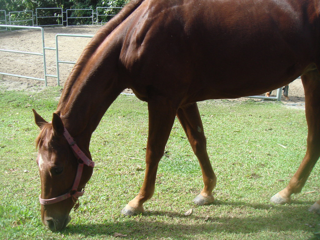 A brown horse grazing