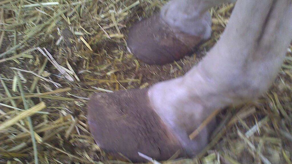horse hooves