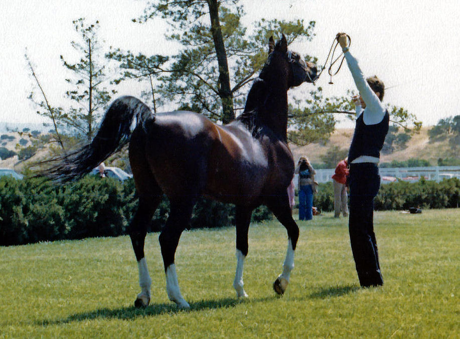Horse with equestrian