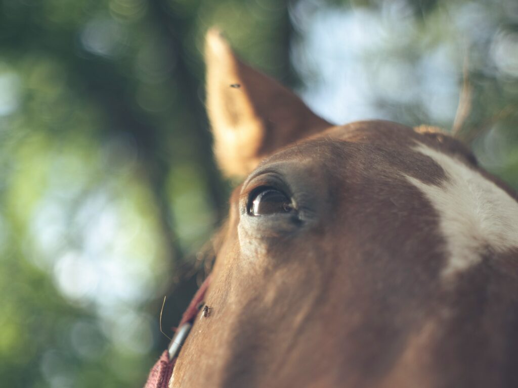 A close up of a horse's face with trees in the background