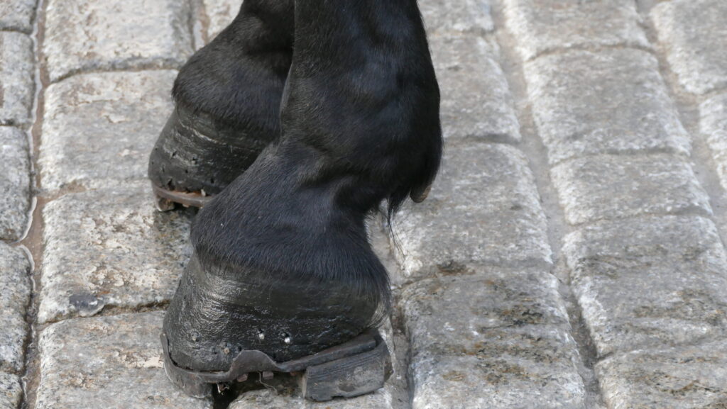 horse hooves with protective shoes