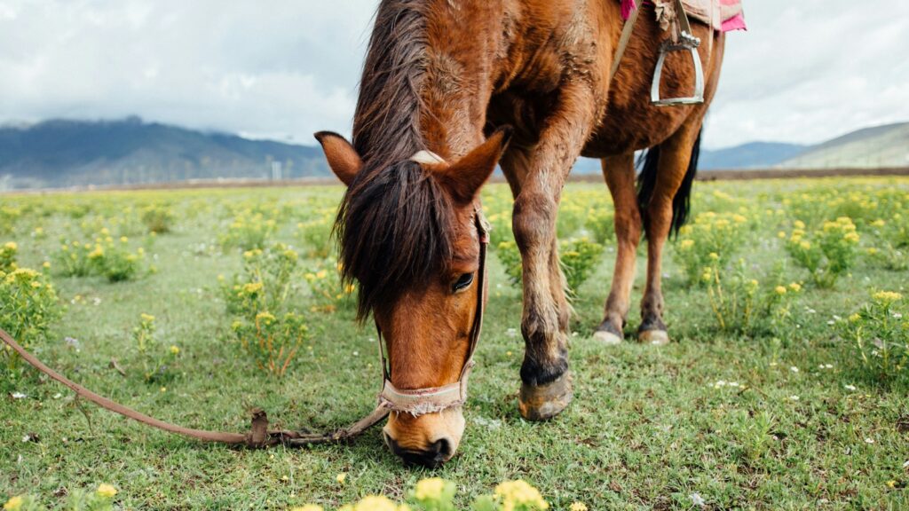 brown horse eating grass
