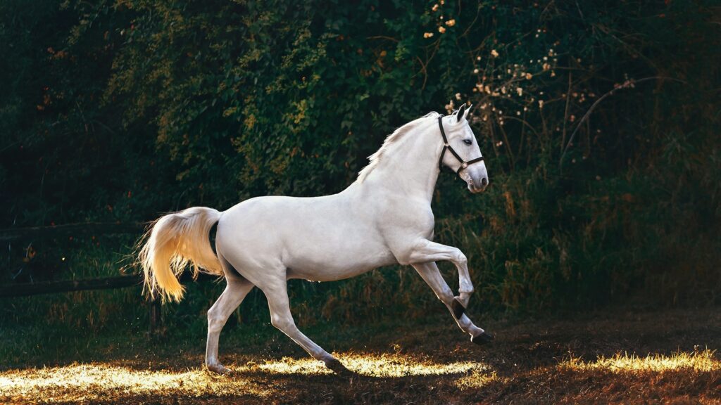 a white horse running