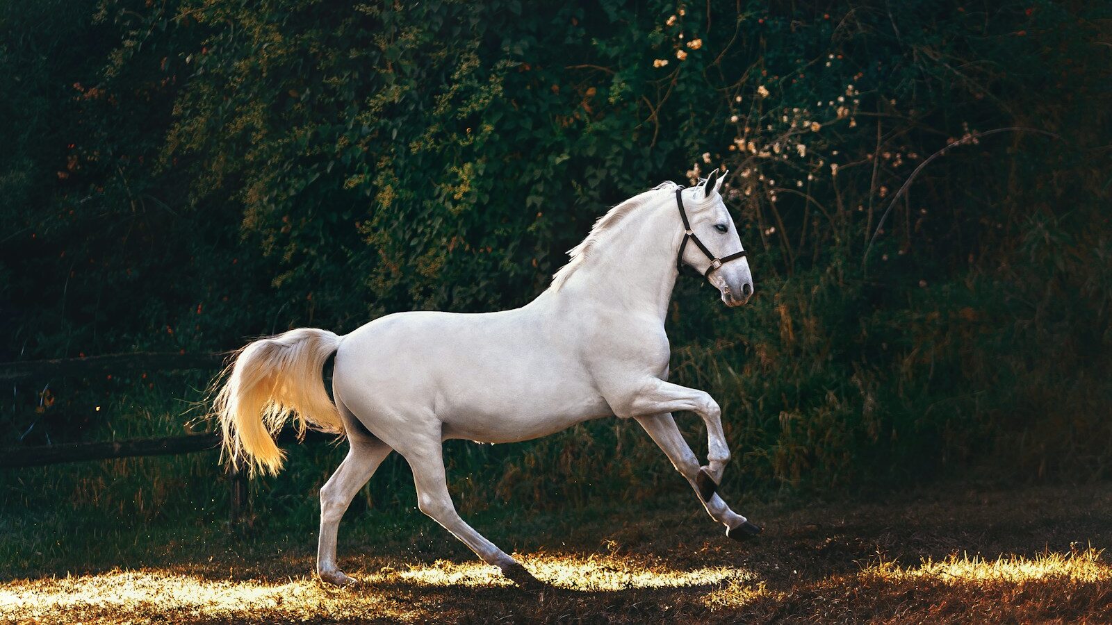 white horse running on grass field