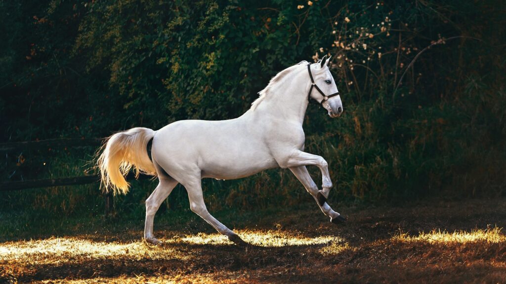 white horse running on grass field