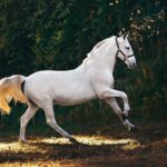 white horse running on grass field