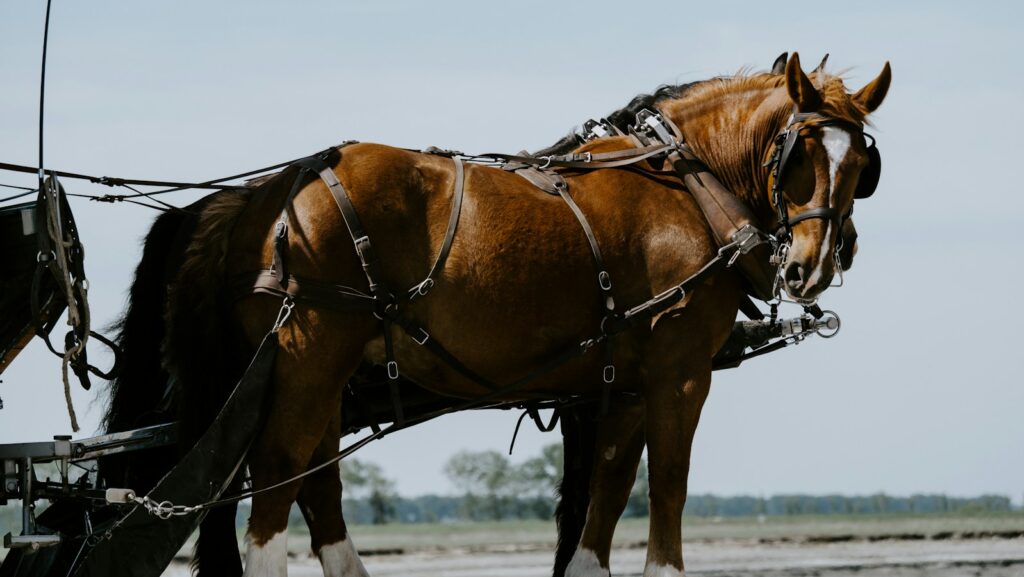 brown and white horse