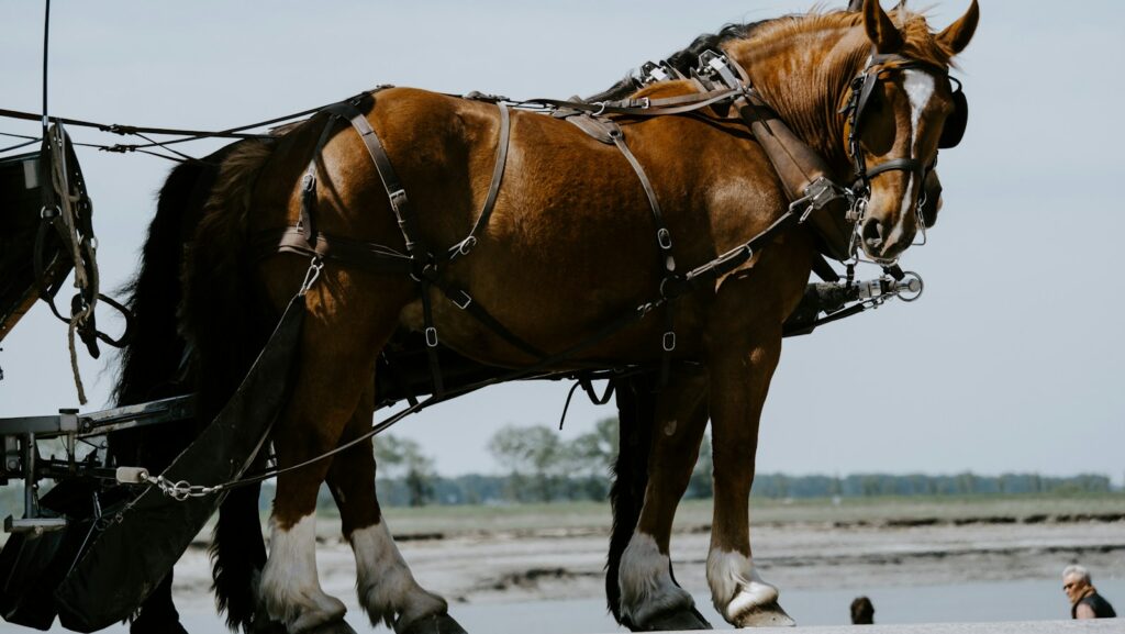 brown and white horse