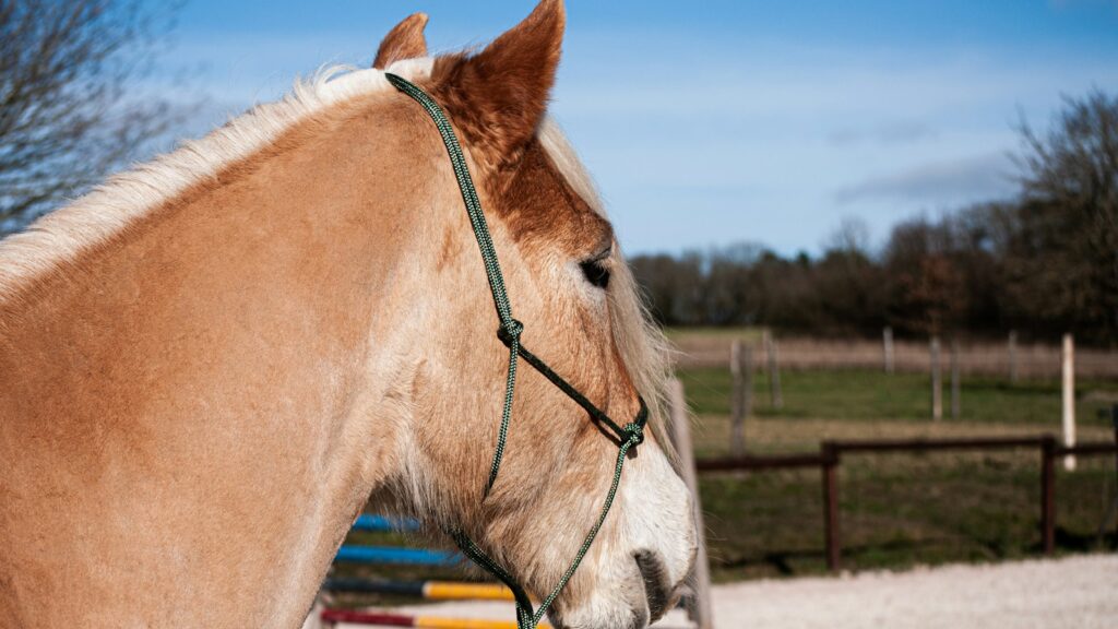 a brown and white horse with a bridle on