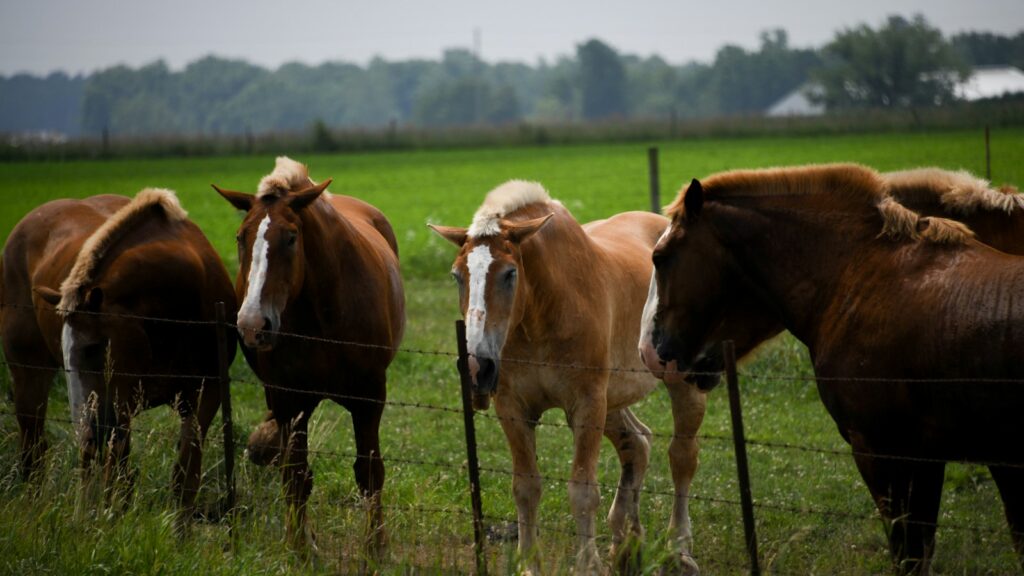 lined horses beside fence