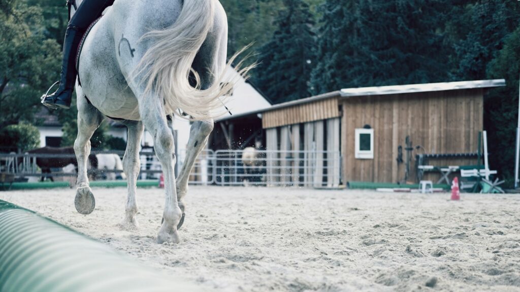white horse standing on white sand
