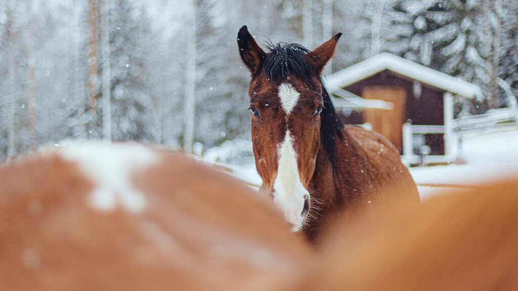 brown-and-white horses during snow