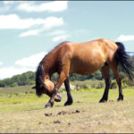 Shy Horse
