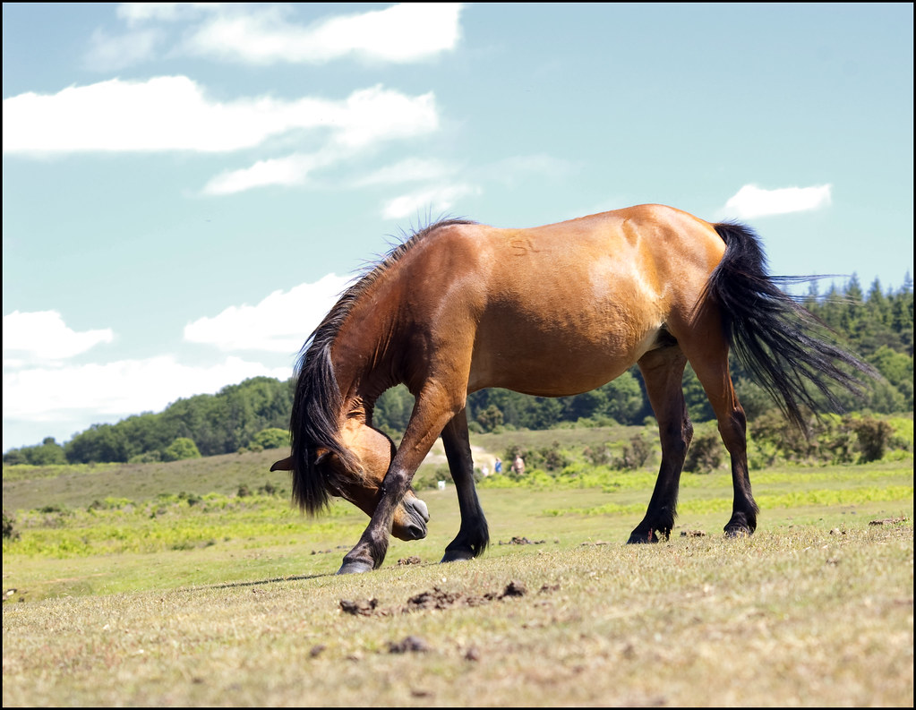 Shy Horse