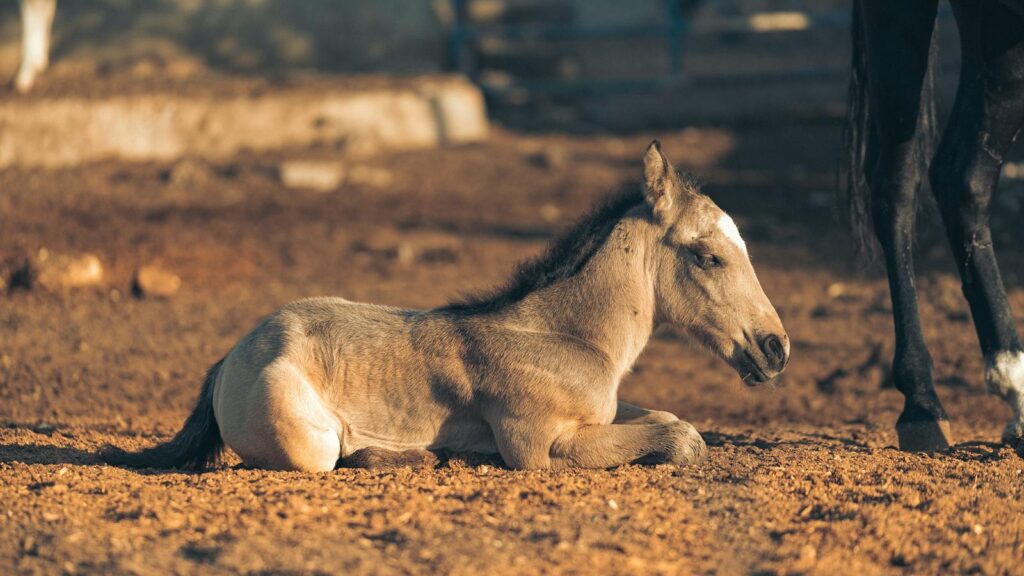 Close-up of a young foal lying on sunlit ground outdoors, capturing serene innocence.