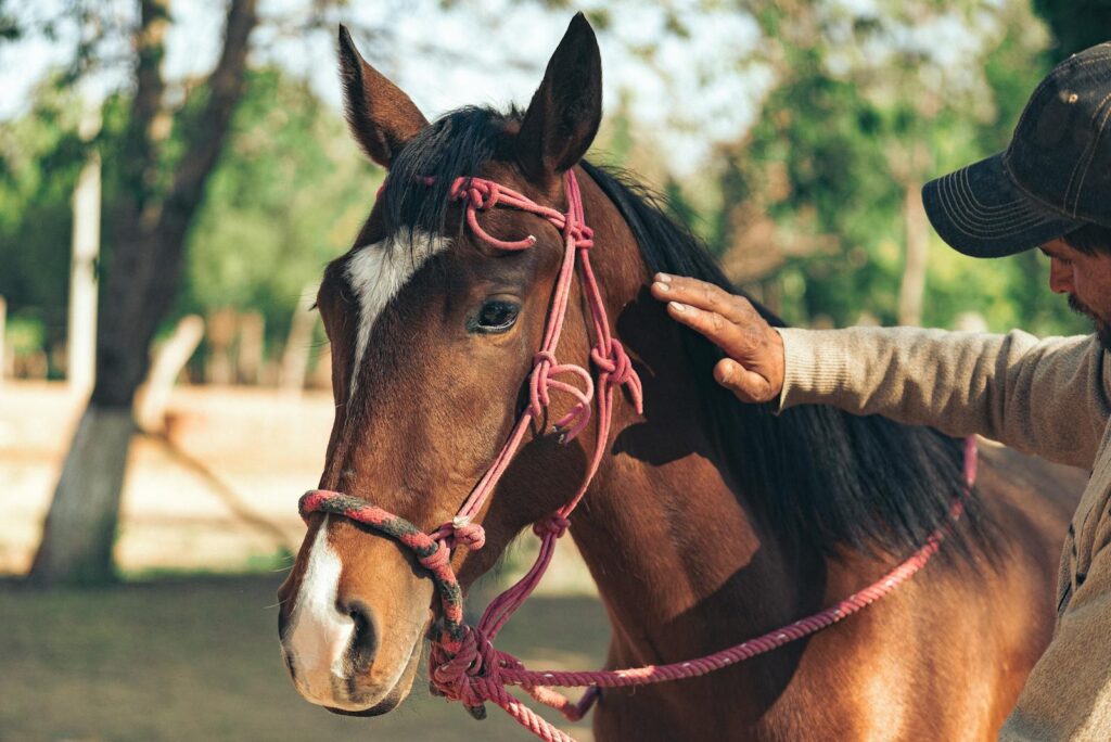 Man gently pets a horse