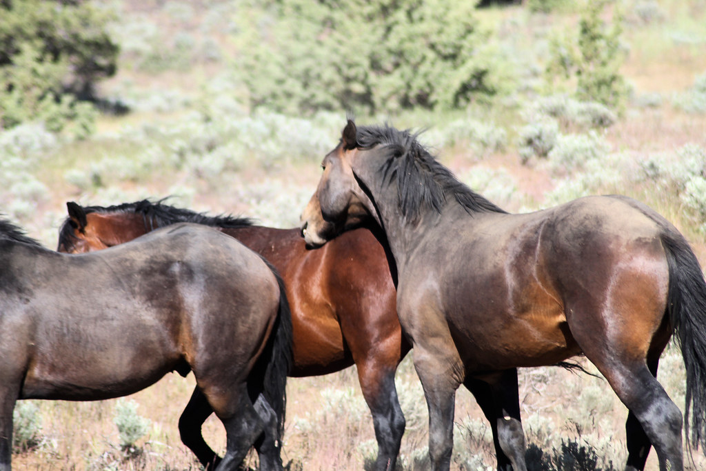 Wild horses biting