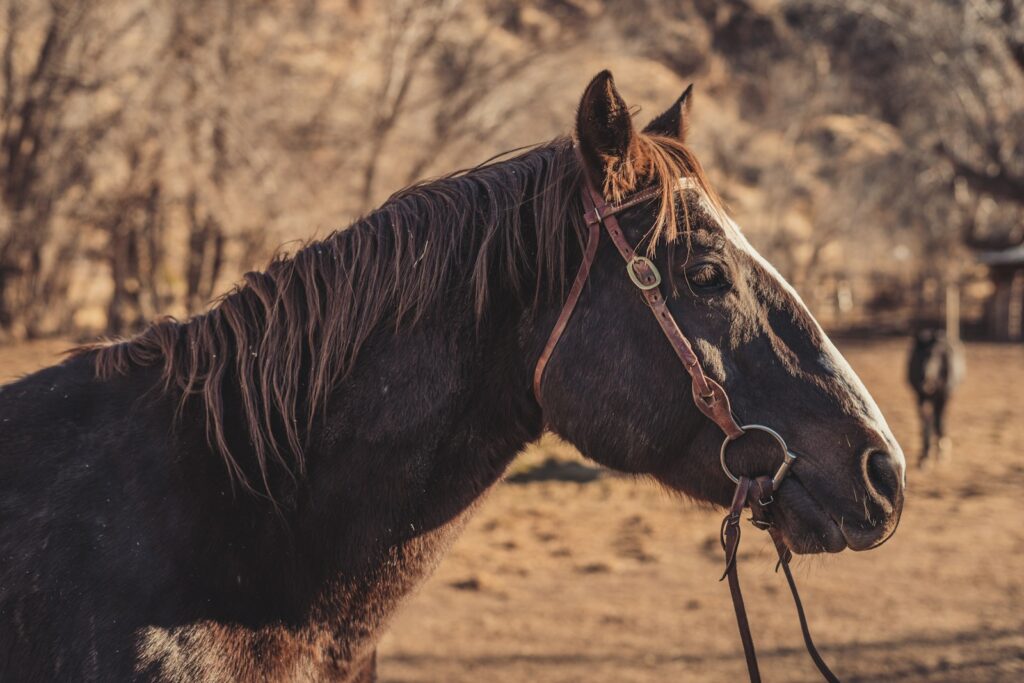 Brown horse standing on brown field during daytime