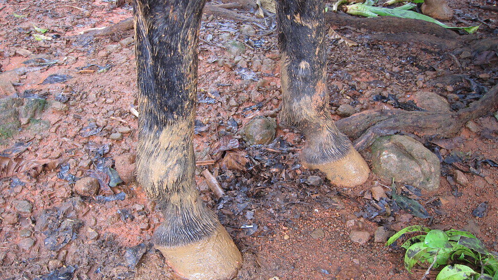 Muddy Horse Feet