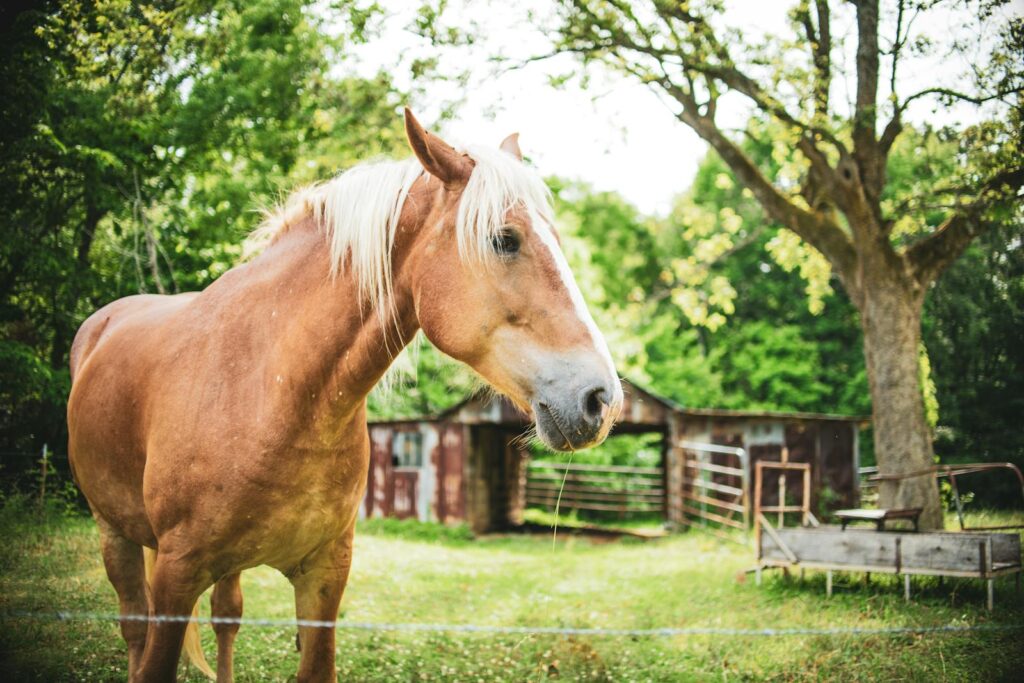 Beautiful Belgian horse in a peaceful rural farm setting