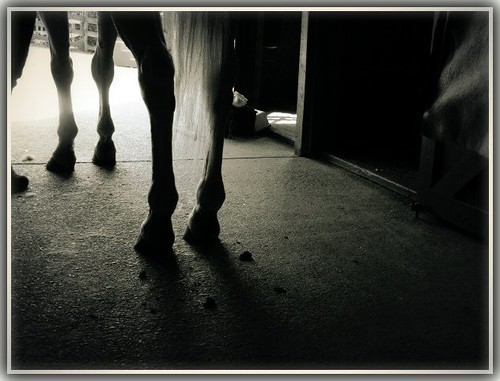 Horse legs