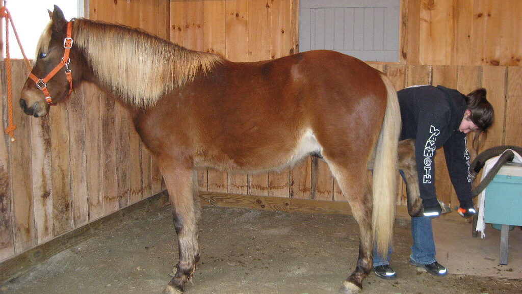 Expert Cleaning hoof of horse