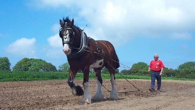 A man farming with brwon horse
