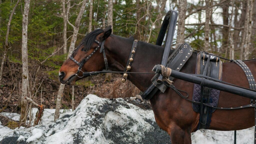 Close-up of a brown horse with harness in a snow-covered winter forest.