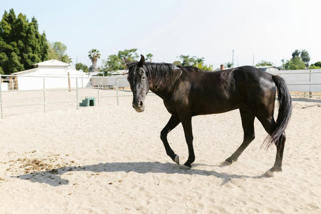 A beautiful black horse walking in a sunlit paddock, showcasing grace and strength.