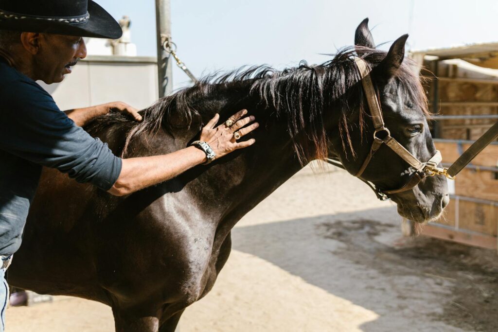 Cowboy gently pets a black horse at a ranch in a sunny day