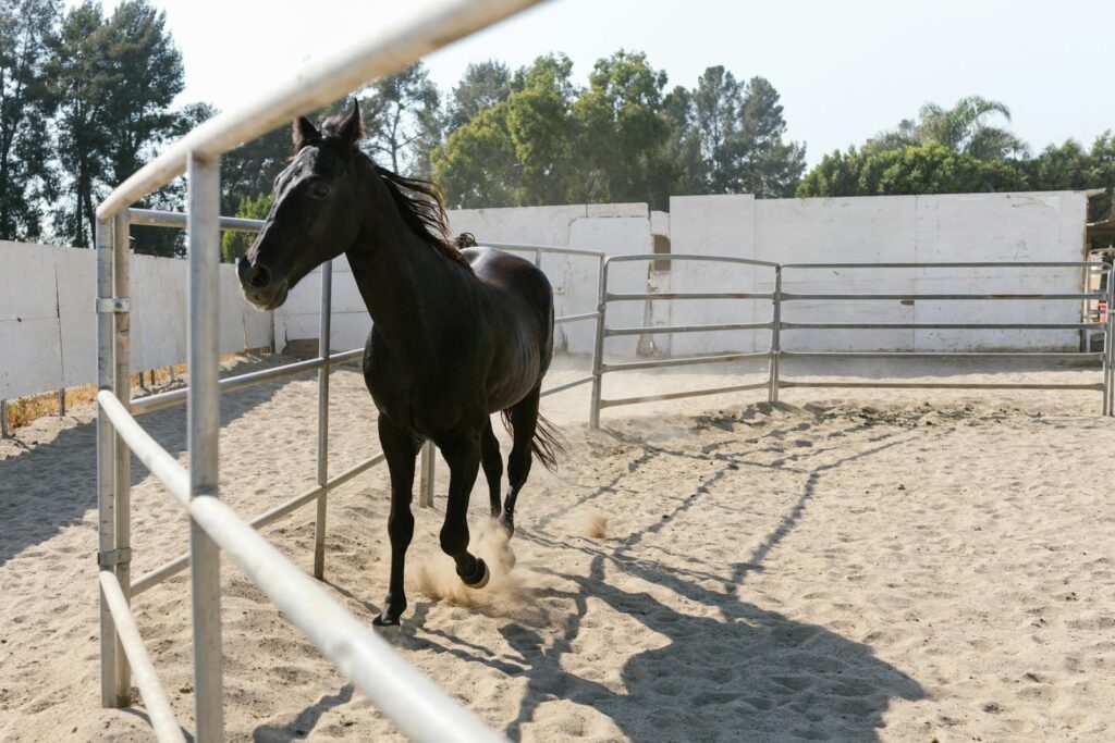 A black horse runs inside an outdoor training pen on a sunny day, with trees in the background.