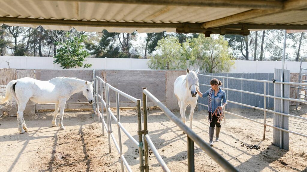 A woman guides a white horse in a fenced ranch corral under a sunny day.