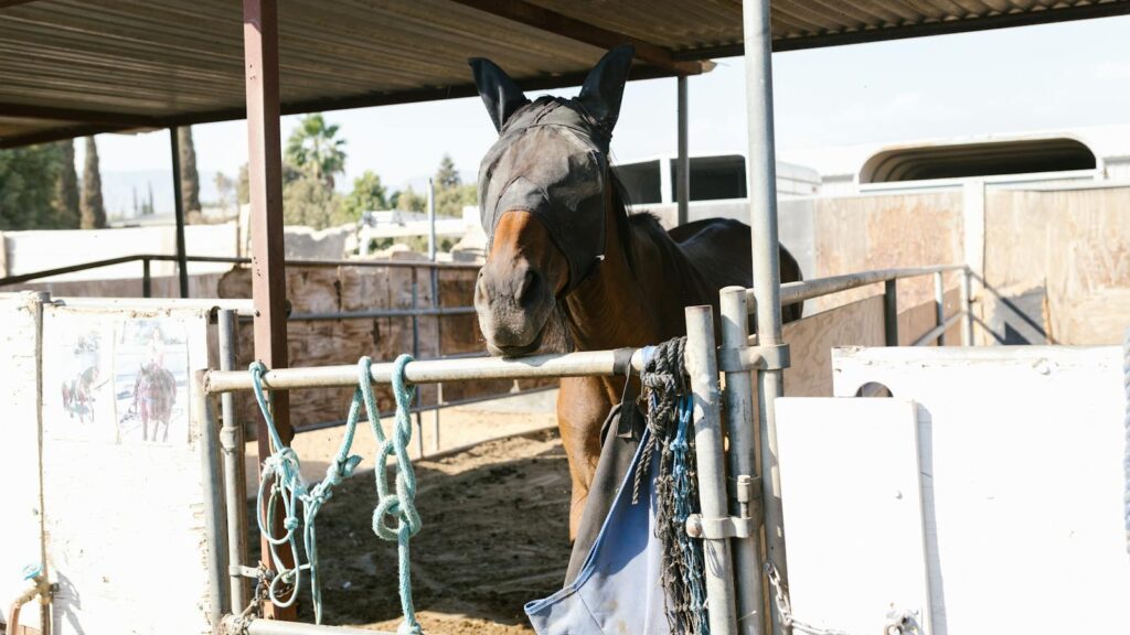 Brown horse wearing a mask stands inside a well-lit ranch corral.