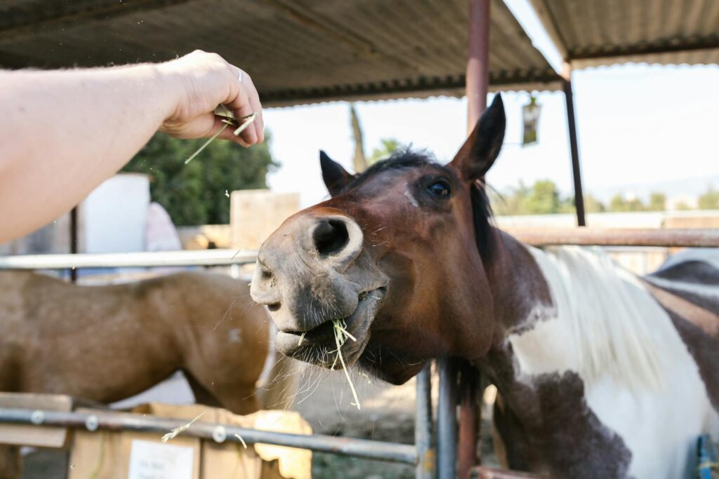 Close-up of a person feeding a horse with hay at a ranch