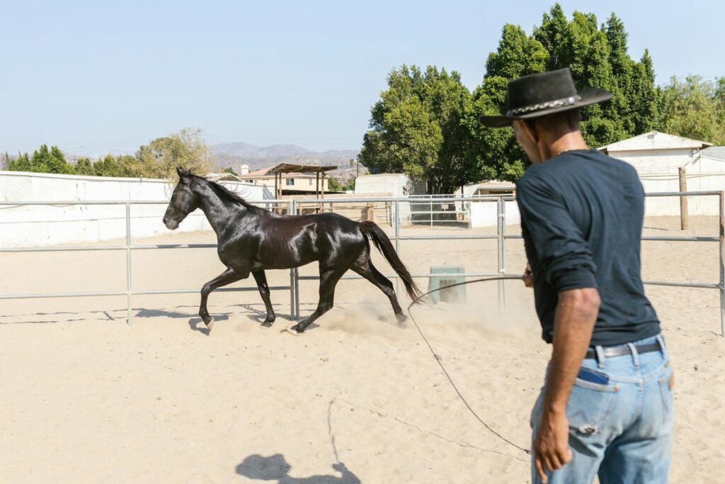 A cowboy trains a black horse in an outdoor corral on a sunny day.