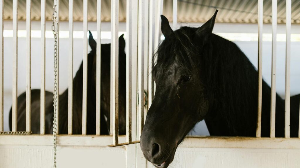 Beautiful black stallions in stable, showcasing equine grace and tranquility.