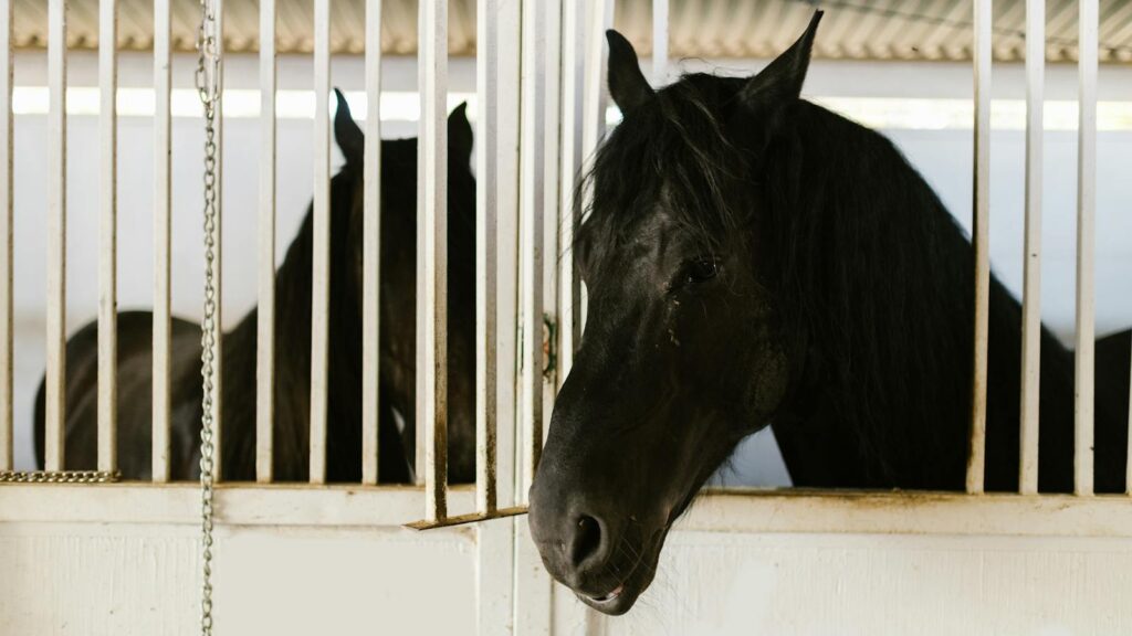 Beautiful black stallions in stable, showcasing equine grace and tranquility.