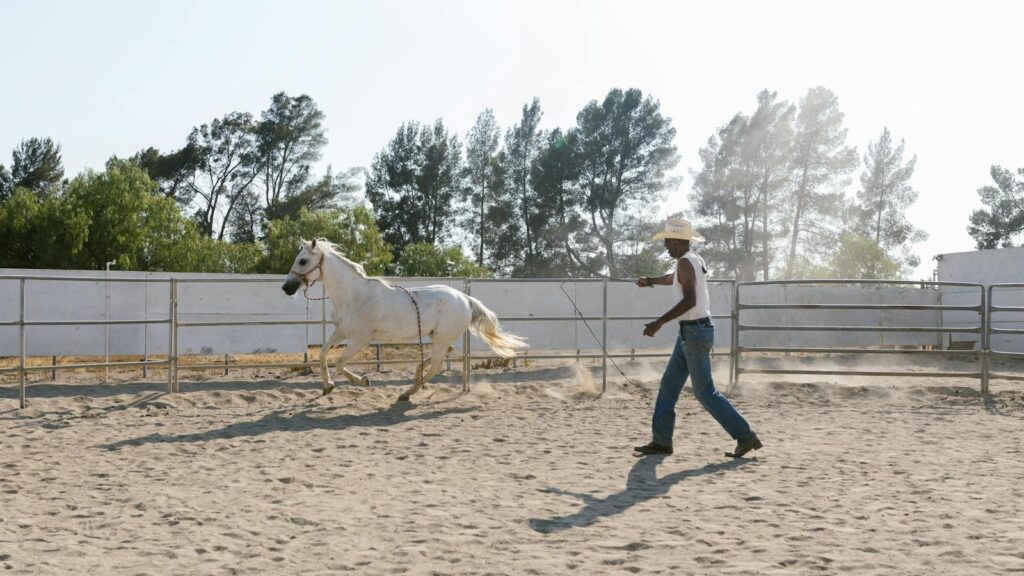 A cowboy is training a white horse in an outdoor arena under a sunny sky.